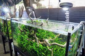 The blue light emitted by aquarium lights will help your plants to grow lush and green. How To Pick The Best Light For Freshwater Planted Aquariums Aquarium Co Op