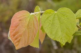 Image result for Grewia holtzii