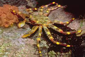 Sally Lightfoot Crab Facts And Information