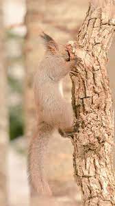 Hokkaido Red Squirrel Red Squirrel Squirrel Animals