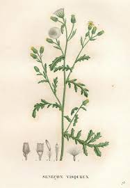 Image result for Senecio latifolius