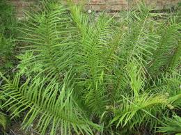Image result for Pteris commutata
