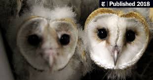 Sometimes called hoot owls, great horned owls range in length from 17 to 25 inches, have a wingspan of up to five feet, and an average weight of 3.2 pounds. Owls See The World Much Like We Do The New York Times