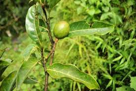 Image result for Beilschmiedia michelsonii