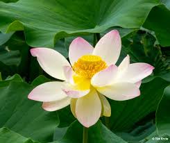 Image result for Lotus