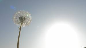 Pin On Dandelion