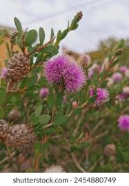 Image result for Melaleuca nesophila