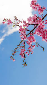 Silahkan kunjungi postingan sakura aesthetic anime wallpaper 1920x1080 untuk membaca artikel selengkapnya dengan klik link di atas. Sakura Flower Wallpaper