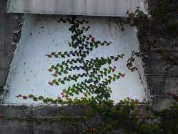 地被植物 越橘葉蔓榕 南美蟛蜞菊 蔓花生 蔓性野牡丹 細葉雪茄和辟荔 思在樹人 痞客邦 growing