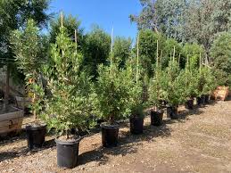 Image result for Syncolostemon sp. nov. aff. teucriifolius