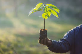 Tree planting improves our use common sense when planting a tree. We Ve Planted Over 40 Million Trees Around The World