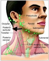 Human lymphatic system include All of the following except A-peyer paches  B-lymph node C-spleen D-tonsil E-liver