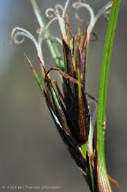 Image result for Tetraria