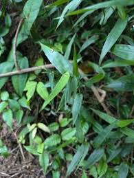 Image result for Acroceras zizanioides