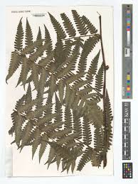 Image result for Cyathea mildbraedii