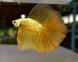 Live betta fish male yellow gold dragon halfmoon plakat hmpk #464. All About Betta Fish Golden Halfmoon Betta Fish Betta Fish Types Breeding Betta Fish Betta Fish