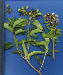 Image result for Volkameria glabra