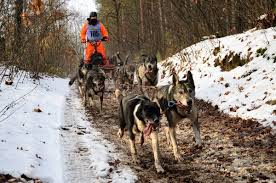 Il devient complètement hystérique lorsqu'il voit un harnais ou un traineau. Bapaume Passionne De Chiens De Traineau Serge Metier Va Participer A La Plus Grande Course D Europe Lille Actu