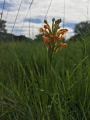 Image result for Platycoryne