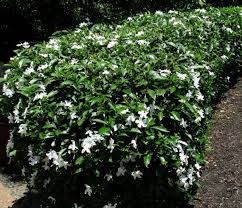 Image result for Tabernaemontana