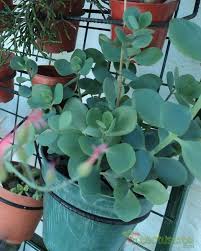 Image result for Kalanchoe rotundifolia
