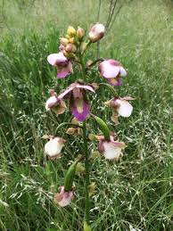 Image result for Eulophia horsfallii