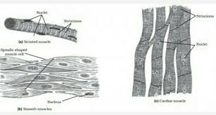 There are two different fibres in muscle. Draw Well Labelled Diagram Of Various Types Of Muscles Present In Human Body Brainly In