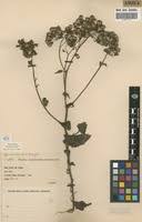 Image result for Gynura scandens