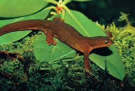 Expert Newt Care Tips - Reptiles Magazine