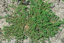 Image result for Euphorbia prostrata