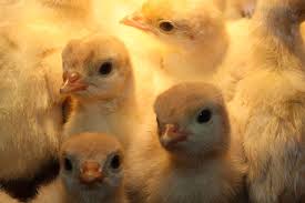 Găini ouătoare în sistem free range. Cresterea Pasarilor De Curte Reguli De Ingrijire De Hrana Si De Adapost Stiriagricole Ro