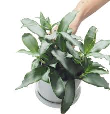 Image result for Murdannia stricta