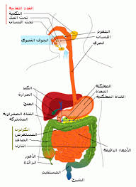 الجهاز الهضمي العلوم الحياتية Biology