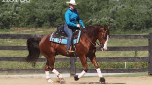 Daily riding and conditioning will keep your horse's back tough and strong. 10 Ways To Improve Your Western Riding Horse Illustrated