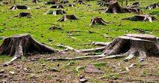 La construcción de carreteras, infraestructura eléctrica, presas, minas y los desarrollos turísticos también contribuyen a la deforestación, tanto por sus. Mexico Lider Mundial En Deforestacion Regeneracionmx
