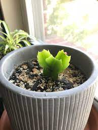 Thanksgiving cactus is not the only holiday cactus plant. Started Propagating This Thanksgiving Cactus Back In May It S Working On Its Fourth Leaf Succulents