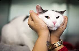 Wags volunteer is our essential helpers and community ambassadors. Animal Care Centers Of Nyc Acc