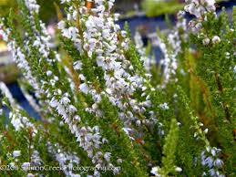 Image result for Calluna vulgaris