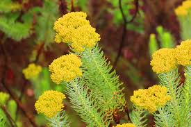 Image result for Phymaspermum