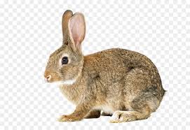 hare conejito de pascua conejo conejo imagen png imagen transparente descarga gratuita hare conejito de pascua conejo conejo