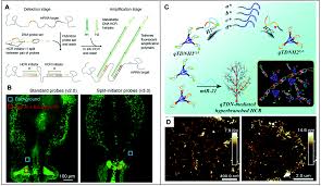 We researched the best carbon monoxide detectors so you can keep your home safe. Hybridizing Clinical Translatability With Enzyme Free Dna Signal Amplifiers Recent Advances In Nucleic Acid Detection And Imaging Biomaterials Science Rsc Publishing Doi 10 1039 D0bm00931h