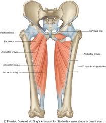 Pin On Human Anatomy