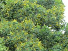 Image result for Peltophorum africanum