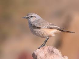 Image result for Hyparrhenia gazensis