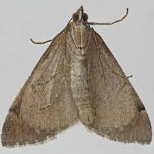 Image result for Aplocera efformata