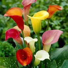 Image result for Zantedeschia