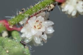 Image result for Cuscuta planiflora