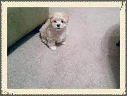 Puppies for sale from dallas / fort worth, texas breeders. Ultimate Designer Teddy Bear Morkie Mal Shi Puppies For Sale In Sugar Land Texas Classified Americanlisted Com