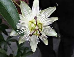 The flowers are very waxy and long lasting, their. How To Grow Passion Flower