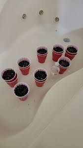 Hey guys, here i have some pepper seed which have been in tissue method for  4 days.... so far... nothing, stored in a dark cuboard in the zip bag...  anything im doing